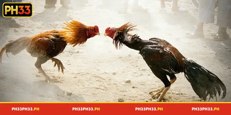 An introduction to PH33 Cockfight