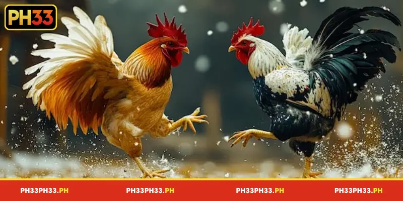 How to participate in PH33 cockfighting and easily win rewards