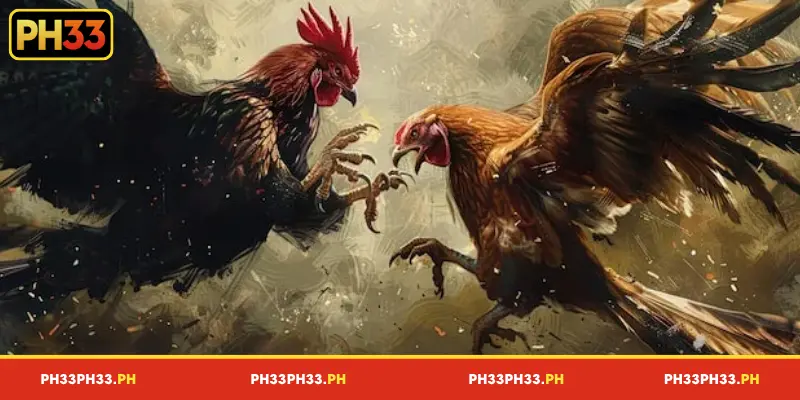 Key benefits of cockfighting betting at PH33