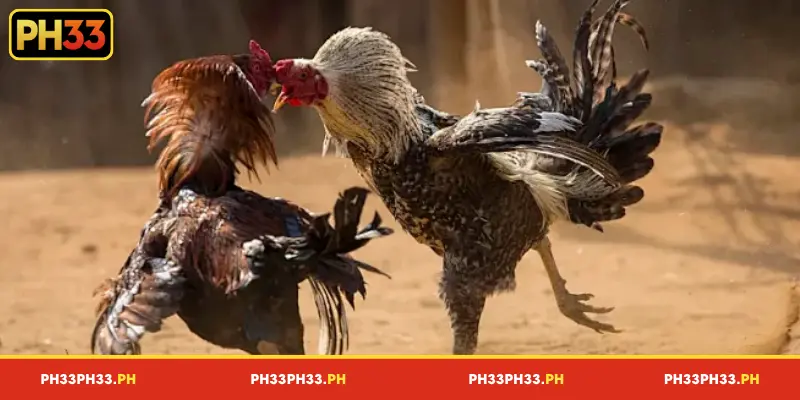 Overview of DS88 Cockfight at PH33