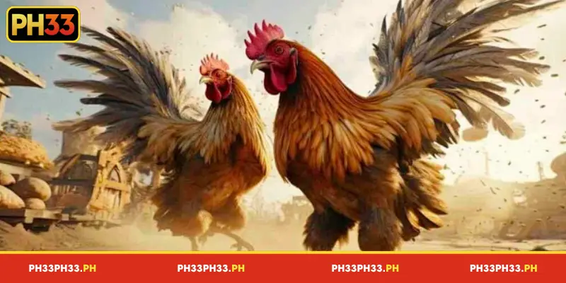 Reasons why the DS88 cockfighting lobby at PH33 is so popular